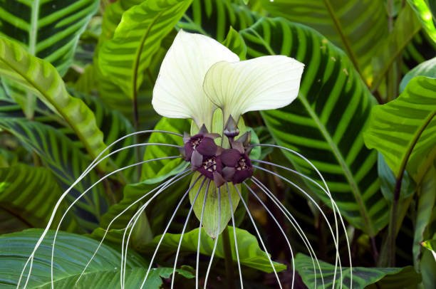 Fleur de chauve-souris géante